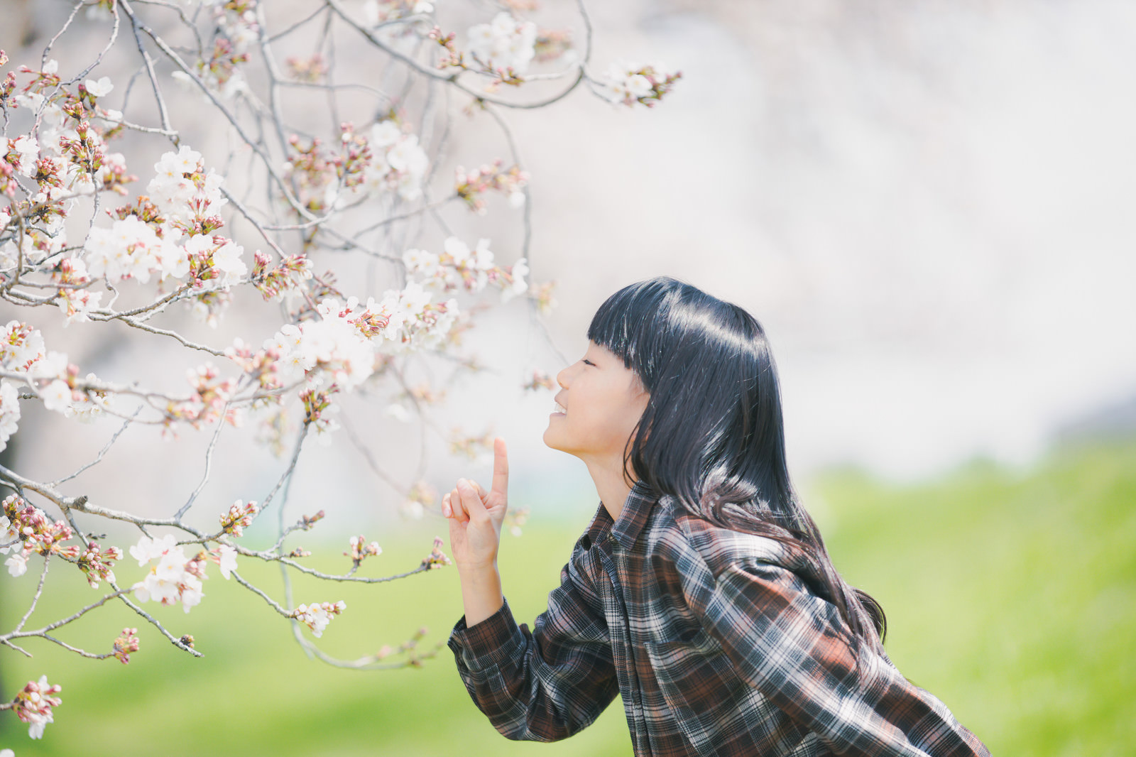 桜の花と女の子