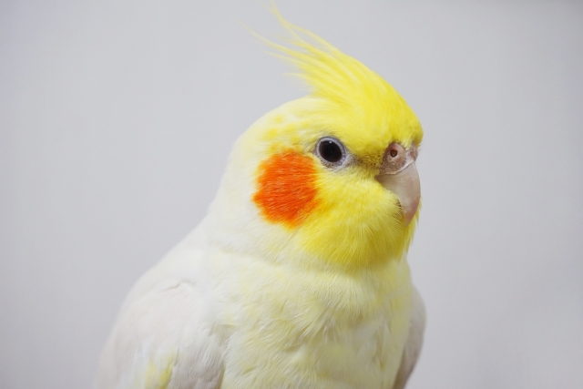 オカメインコの横顔