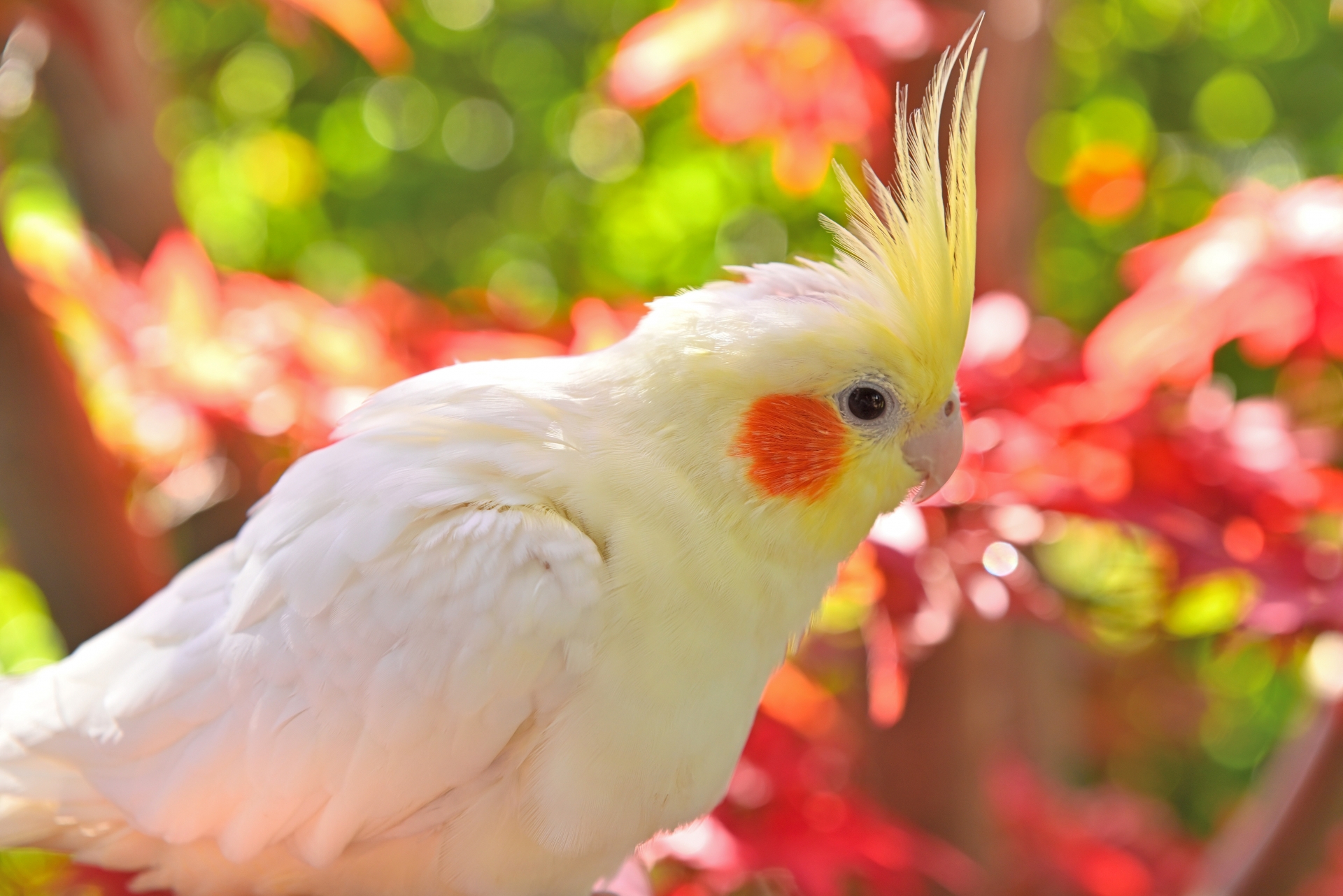 日向ぼっこするオカメインコ