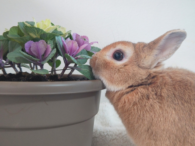 花とウサギ